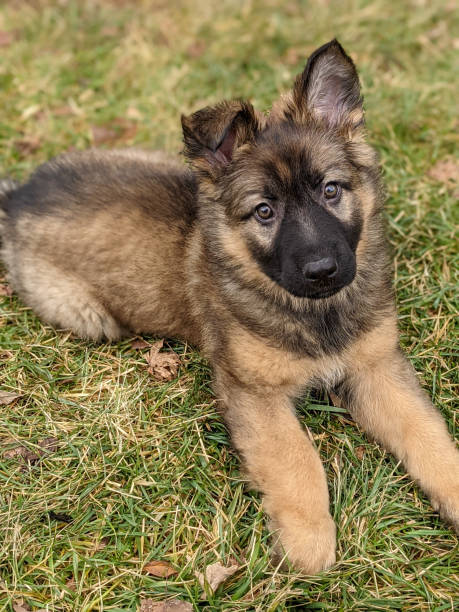 istock adorable german shepherd puppy sitting on grass 1308996492