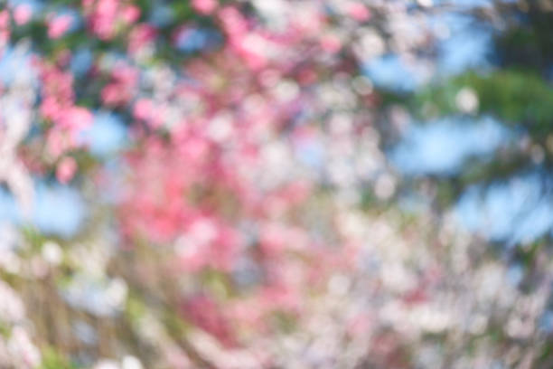 Lots of defocused glowing flowers in full bloom.