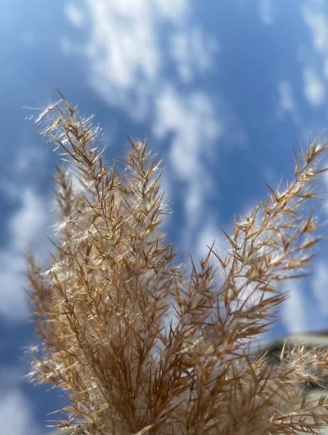 istock Golden Common Cane Reed Grass sky view 1308997413