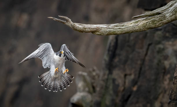 istock Peregrine Falcon 1309001116