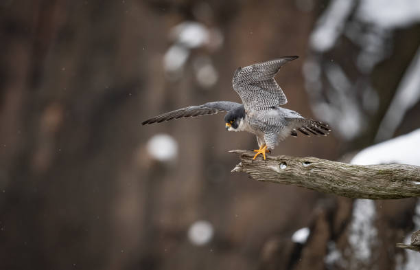 istock Peregrine Falcon 1309001155
