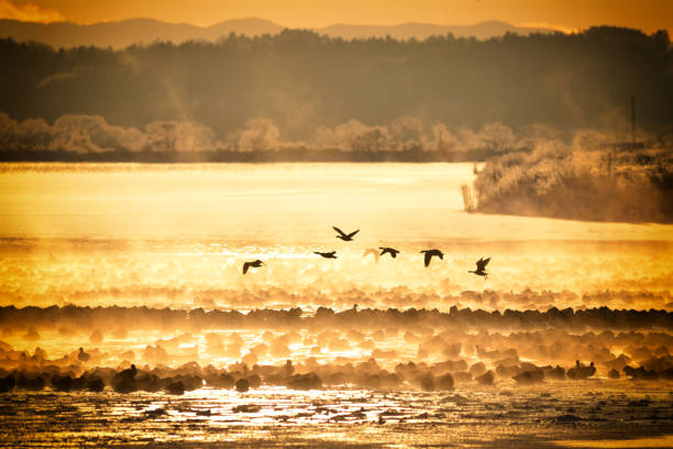 istock Geese Flying and Swimming 1309001225