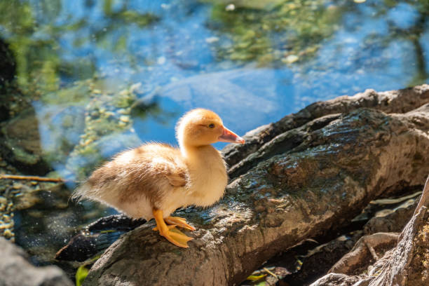 istock Cute little ducklings standing in a lake coast 1309002864