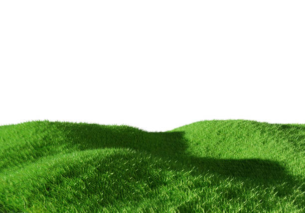 istock 3d rendering. Green grass field isolated on white background. 1309005478