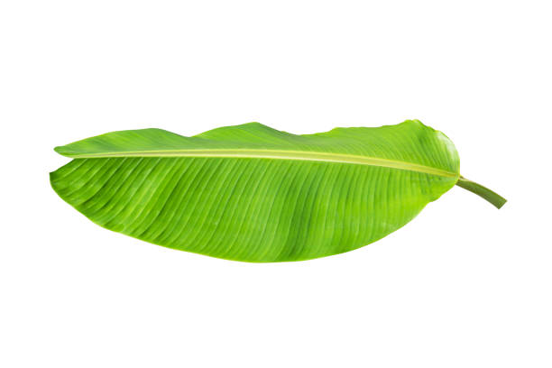 istock Banana leaves isolated on white background with clipping path. 1309006363