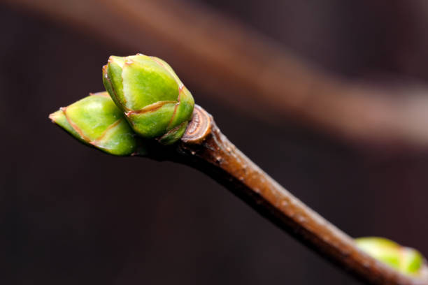 istock Swollen bud of lilac 1309007043