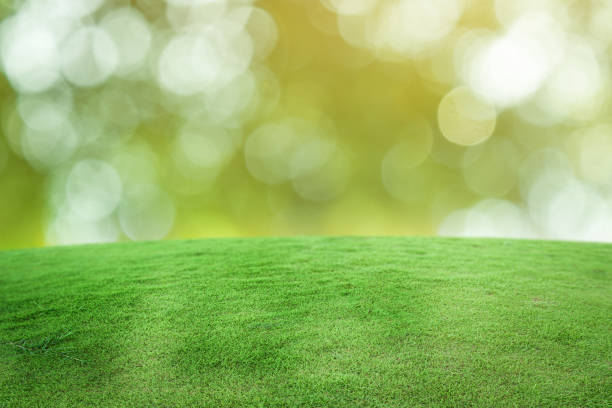 istock Green grass field over bokeh nature background. 1309007228