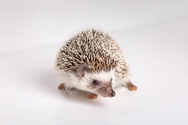 istock Curious cute African pygmy hedgehog look at the camera on white background. 1309009408