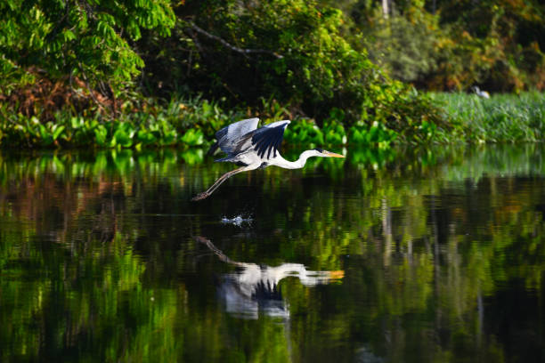 A heron in the Amazon A Cocoi heron (Ardea cocoi) flying over the Guaporé-Itenez river. Next to Remanso, Brazil - Bolivia border. heron photos stock pictures, royalty-free photos & images