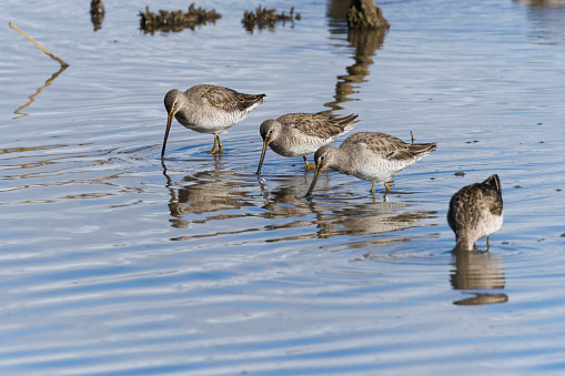Long-billed Dowitcher feeding in the water of an Oregon wetland area. Edited.