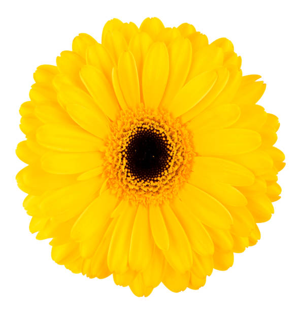 istock yellow gerbera flower isolated on white, flower background 1309013261