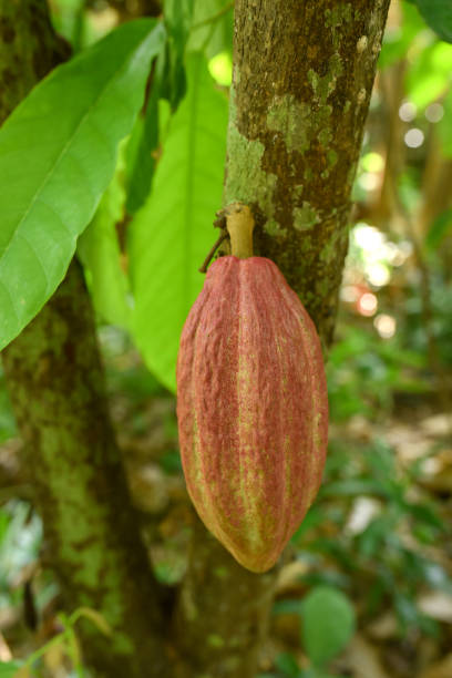 istock The cocoa beans from the tree in the garden 1309013402