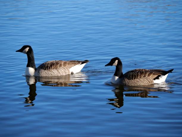 istock Canada geese swimming in the pond. 1309014858