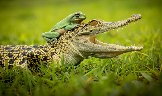 a frog riding a crocodile