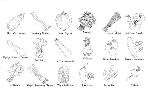 ilustrações, clipart, desenhos animados e ícones de comida fresca. conjunto de legumes coloridos. delicata squash, bunching onions, anaheim peppers, zephyr summer squash, yellow zucchini, collards linha desenhada em um fundo branco. ilustração vetorial. - tomato heirloom tomato vegetable isolated