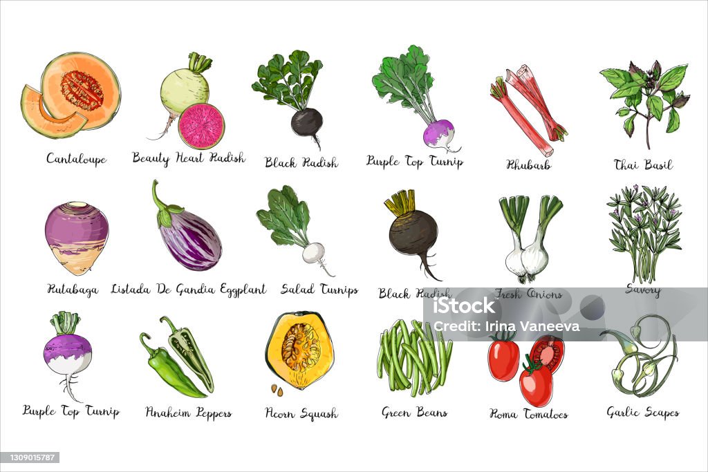 新鮮食物。一套彩色蔬菜。   橡子南瓜， 坎塔盧佩， 茄子， 沙拉蘿蔔， 紫色頂蘿蔔， 白菜， 黑蘿蔔， 綠豆， 泰國巴西爾， 羅馬番茄， 新鮮洋蔥線繪製 - 免版稅四季豆圖庫向量圖形