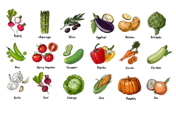 satz von gezeichneten farbigen gemüse. frische ernte. landwirtschaftliche erzeugnisse. kürbis, spargel, oliven, erbsen, kirschtomaten, gurke, knoblauch, rüben, kohl, auberginen, kartoffeln, artischocken, paprika, karotten - zucchini vegetable squash marrow squash stock-grafiken, -clipart, -cartoons und -symbole