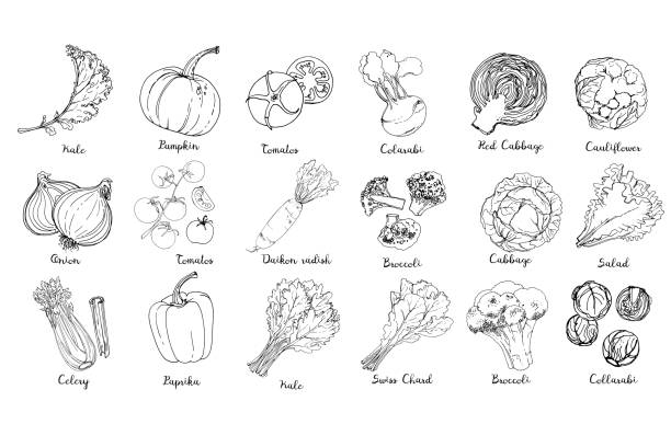 illustrations, cliparts, dessins animés et icônes de ensemble de légumes colorés. des aliments frais.  chou frisé, citrouille, oignon, tomate, poivre, céleri, chou, laitue, asperges pousses ligne dessinée sur un fond blanc. illustration vectorielle. - ruby red chard