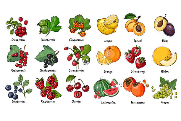 과일, 열매, 잎 세트는 흰색 배경에 선을 그렸습니다. 벡터 스케치입니다. 선을 스케치합니다. 레몬, 살구, 매실, 오렌지, 딸기, 멜론, 수박, 감, 포도, 블랙커런트 - cloud berry stock illustrations