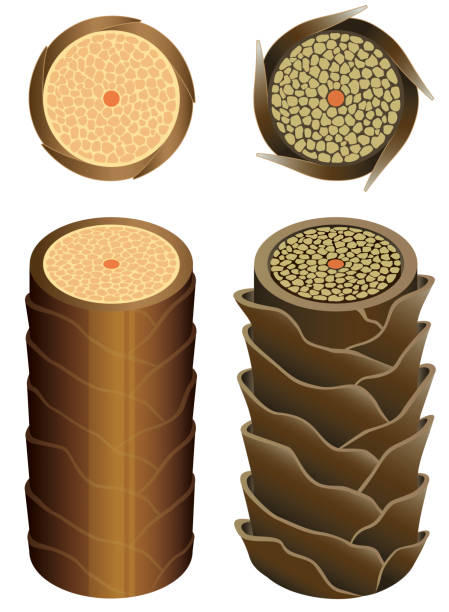 ilustraciones, imágenes clip art, dibujos animados e iconos de stock de cruz del cabello sección 4_3 sin comentarios - cabello humano