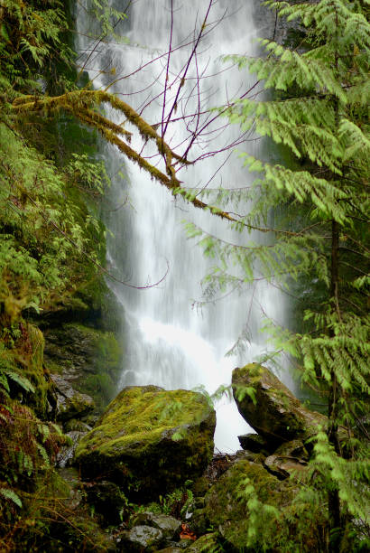 istock Waterfall, Quinault Rain Forest, Olympic National Park 1309017741