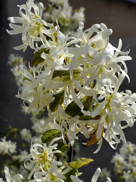 Photo of White flower