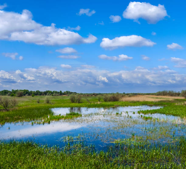 istock beautiful green flooded spring field 1309019578