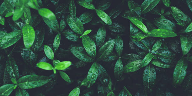 istock Green foliage with leaves glistening with raindrops. 1309019708