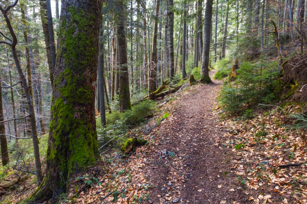 istock road in a mountain forest 1309019710