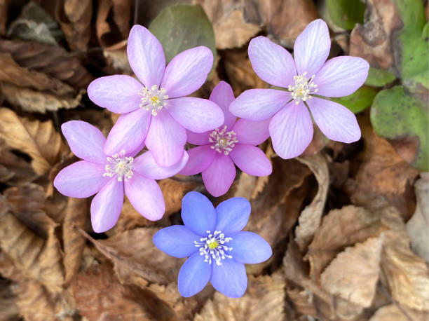 Hepatica nobilis flowers of different color.