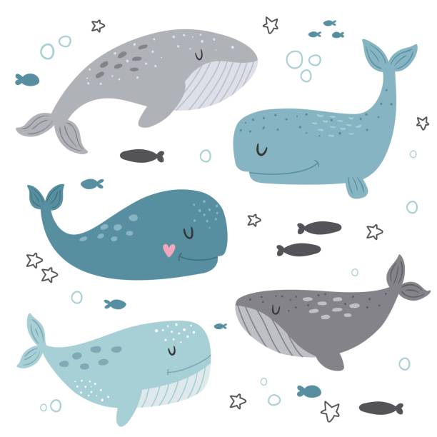 ilustraciones, imágenes clip art, dibujos animados e iconos de stock de lindas ballenas vectoriales clip arte para los niños - beluga whale