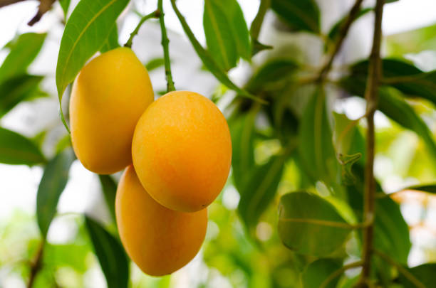 istock Marian plum or Ma Yong Chid on its tree. 1309021747