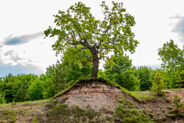 a árvore cresce em uma encosta - plant root system - fotografias e filmes do acervo