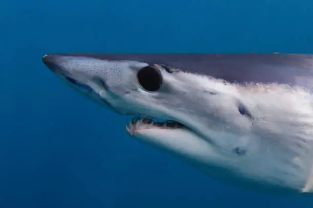 close-up of shortfin mako shark, Isurus oxyrinchus, off Cape Point, South Africa, Atlantic Ocean; ampullae of Lorenzini can be observed clearly