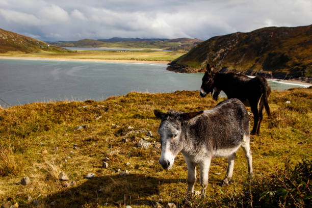 istock Donkeys near Tranarossan Beach, Donegal, Ireland 1309022763