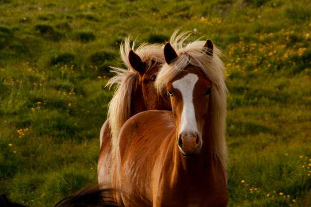istock Icelandic horses, Iceland 1309022938