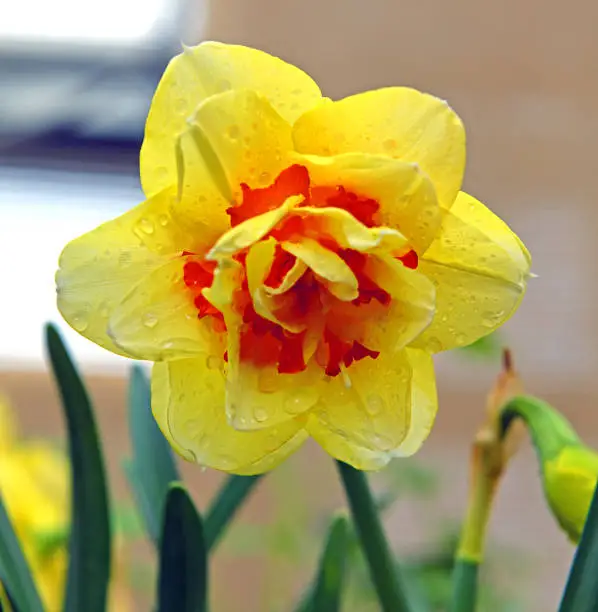 Daffodil (Narcissus) Tahiti in spring