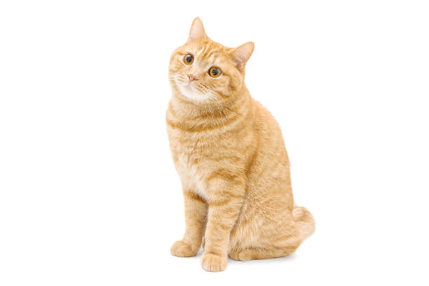 istock ginger red british male shorthair cat isolated on white 1309024673
