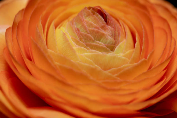 istock peony flower, close-up. multicolor plant texture 1309024733