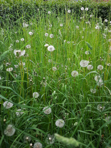 istock A glade of fluffy dandelions. 1309024736