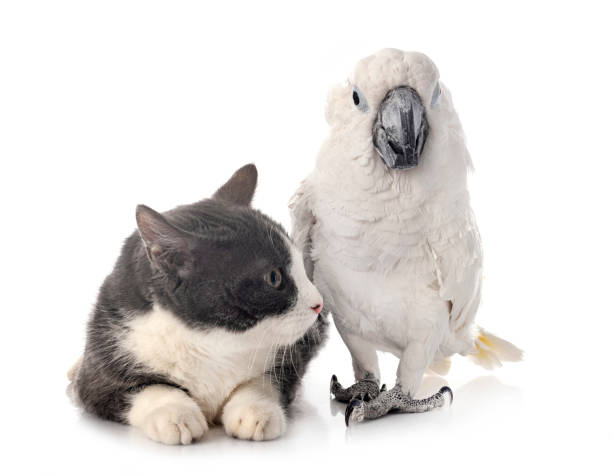 istock White cockatoo and cat 1309024979