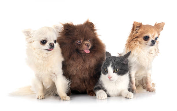 istock little dogs and cat 1309025021