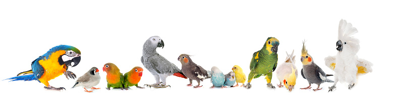 group pf birds in front of white background