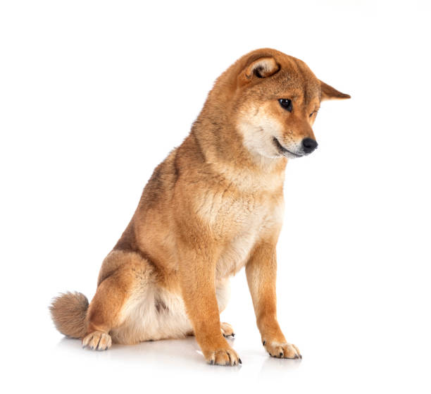 istock shiba inu 1309025071