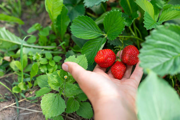 istock hands with fresh strawberries picked from the garden 1309025721