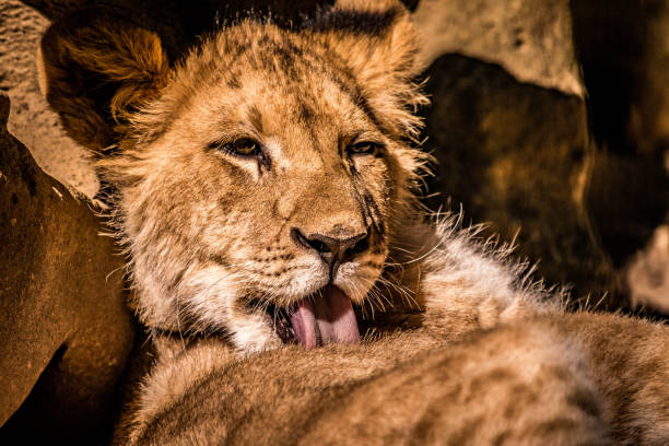 istock Lioness cub morning wash 1309026981