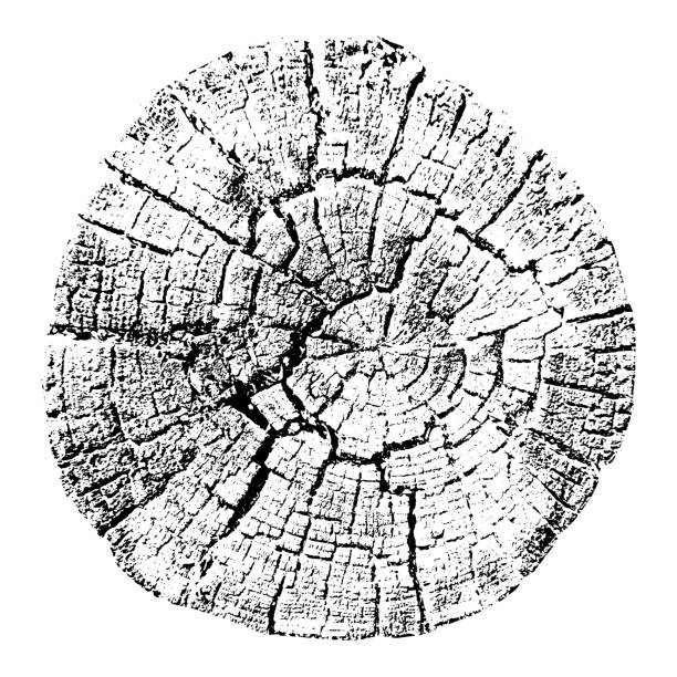 кольца роста деревьев. натура�льная вырубленная древесина. иллюстрация вектора трассировки. - wood lumber industry tree ring wood grain stock illustrations