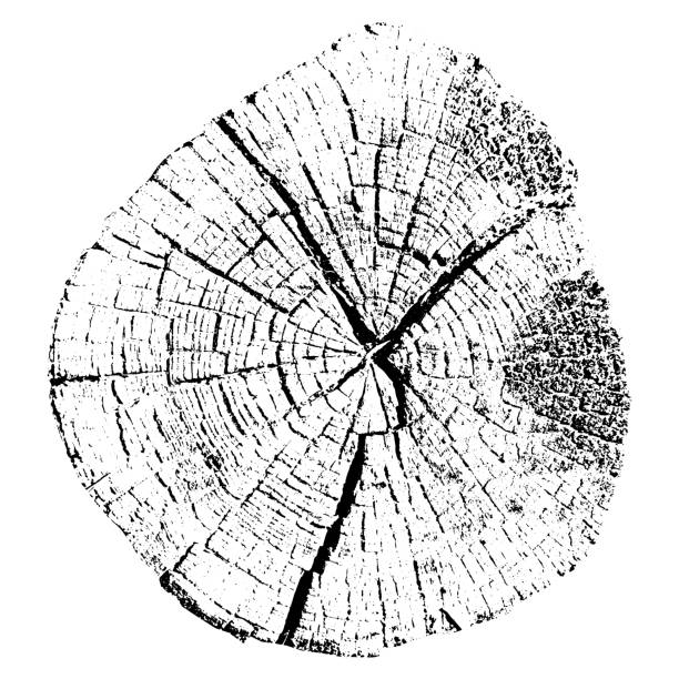 ilustrações de stock, clip art, desenhos animados e ícones de tree growth rings. natural cut wood. trace vector illustration. - wood lumber industry tree ring wood grain