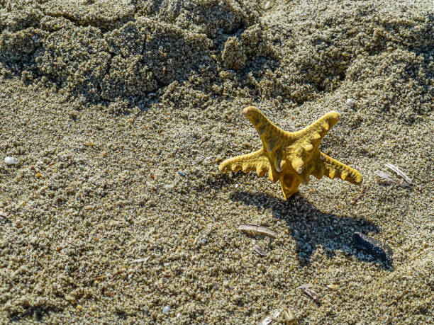 Photo of a Yellow Starfish Lying on the Sand Near the Sea. Starfish or Sea Stars are Star-Shaped Echinoderms Belonging to the Class Asteroidea. There are About 1500 Species of Starfish.