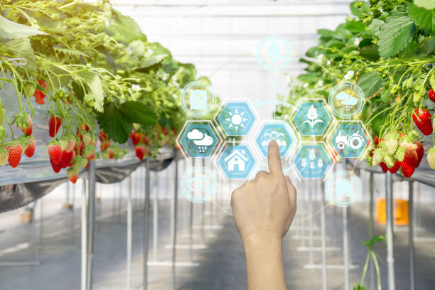 istock Innovation technology for smart farm system, Agriculture management, Hand holding smartphone with smart technology concept. 1309027388